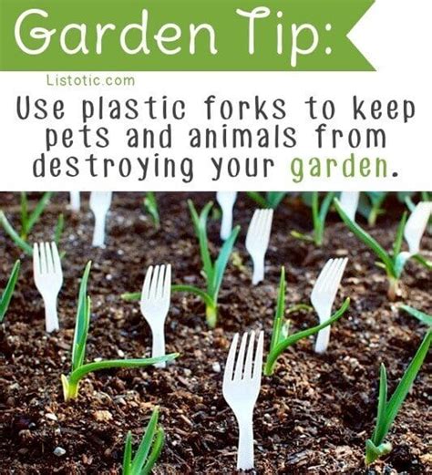 Dogs and cats are great at deterring rabbits and other garden pests. 21 Truly Genius Gardening Tips and Ideas - Spaceships and ...