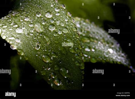 Water Droplets On A Leaves Stock Photo Alamy