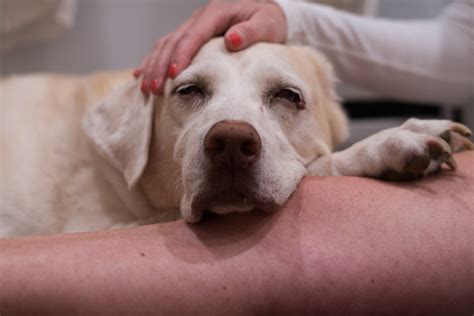 What Causes Mast Cell Tumors In Dogs