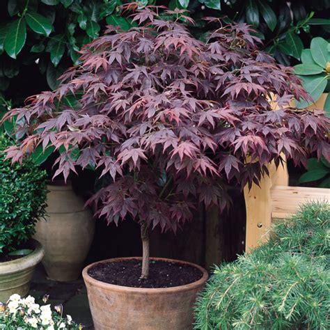 Synonyms acer palmatum 'atropurpureum wattez' acer palmatum f. Acer palmatum 'Atropurpureum' | Mirror Garden Offers