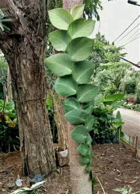 60 Jenis Tanaman Hias Daun Yang Indah Contoh Gambar