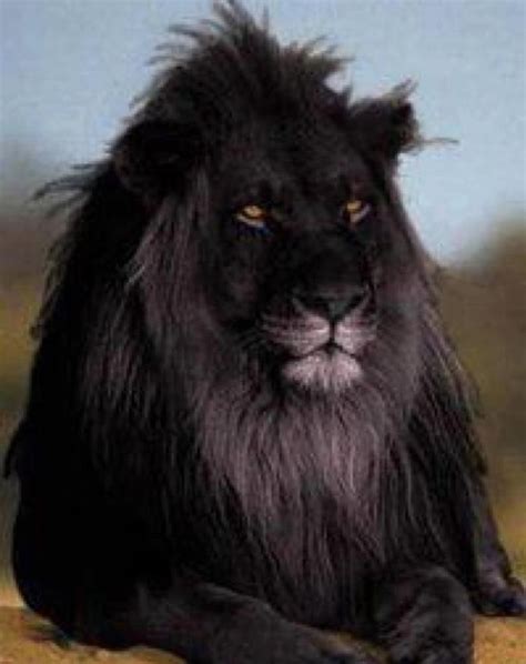 Black Lion Amazing Animal Pics Etc Pinterest Black Lion Animal