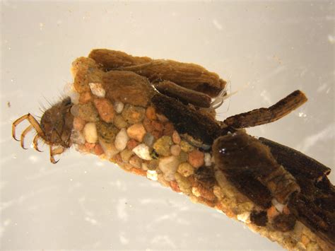 Caddisfly Larva Limnephilus Sp Us Geological Survey