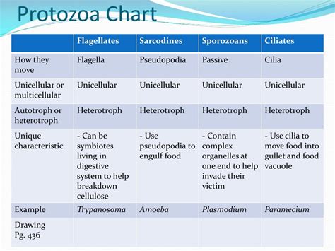 Ppt Protozoa Chart Powerpoint Presentation Free Download Id2083092