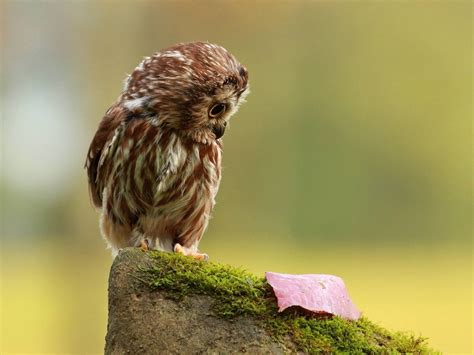 Wallpaper Funny Owl