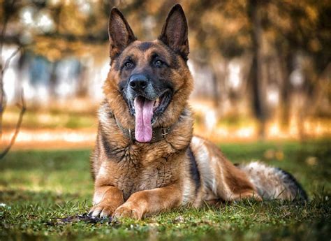 The German Shepherd Life Span And All You Need To Know K9 Web