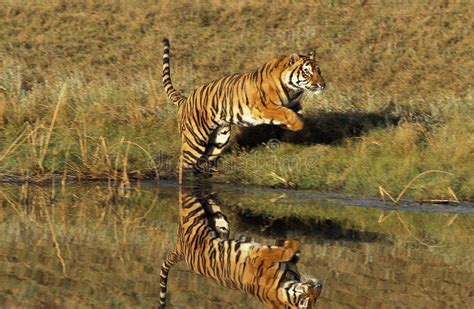 Bengal Tiger Panthera Tigris Tigris Adult Running Near Water Stock