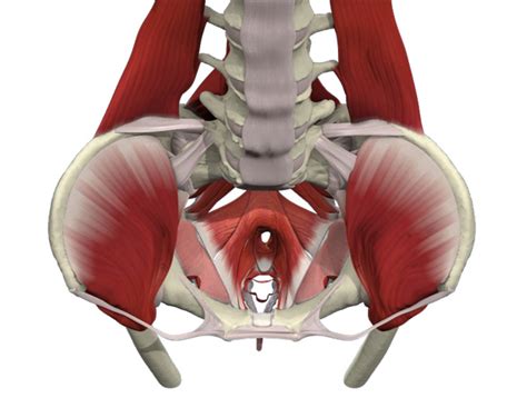 Things To Know About The Pelvic Floor Lawton Physical Therapy