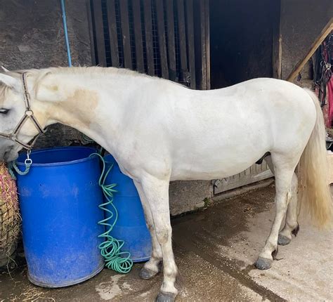Wildwash whitening horse shampoo review
