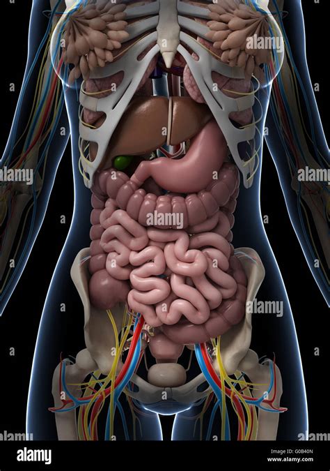 Female Anatomy Diagram Stock Photos Female Anatomy Diagram Stock