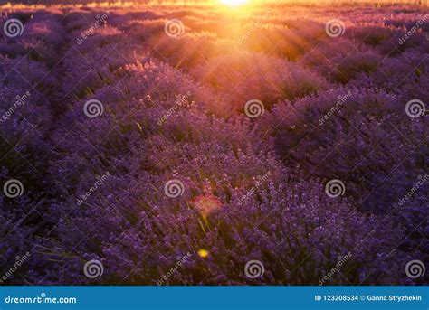 A Gentle Pink Sunset In A Lavender Field Flowering Of Lavender Stock