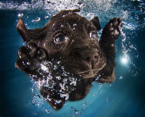 Dive Into These Photos Of Crazy Cute Puppies Underwater
