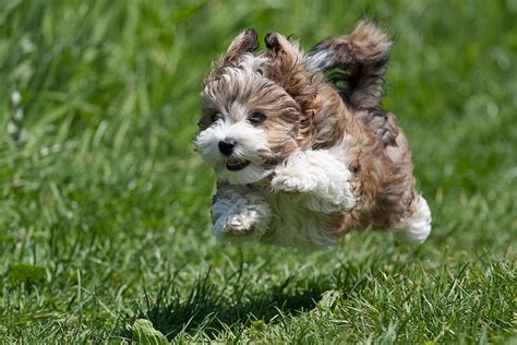 Find your perfect havanese puppy for sale and you'll be welcoming an incredibly loving, devoted, happy and playful little companion into your home. ResearchBreeder.com - Find Havanese Puppies for Sale ...