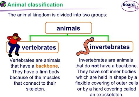 Lesson Plan of Classification & Characteristics of Animals(Vertebrates