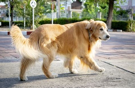 Can Dogs Strain Their Tails