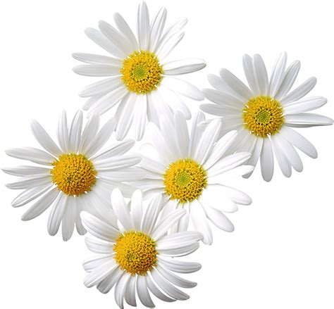Free Transparent Daisy Cliparts, Download Free Transparent Daisy png image