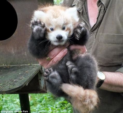 Zush The Baby Panda Cheerfully Greets The World By Putting His Paws