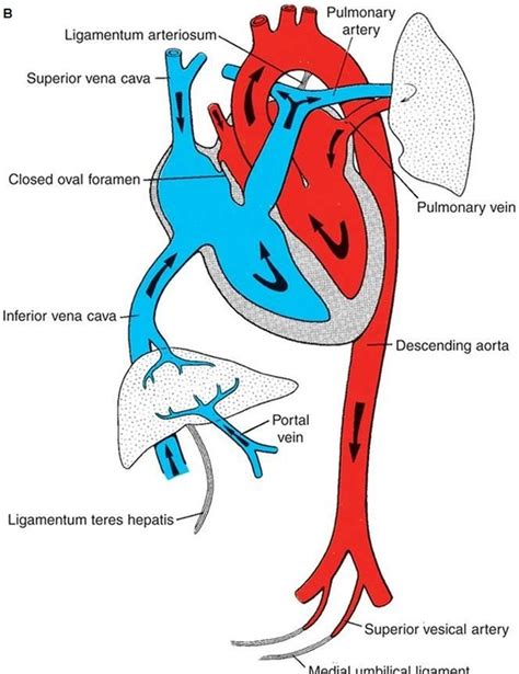 Diagram And Wiring Flow Chart Heart Flow Chart Fetal Circulation