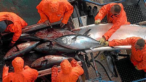 Greenpeace Y Wwf Denuncian La Pesca Ilegal Del Atún Rojo En Libia