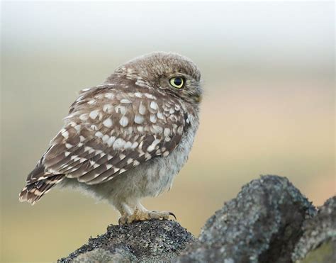Juvenile Little Owl 😍 Anna Bilska Flickr