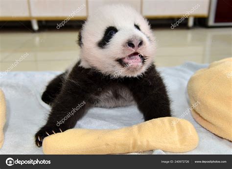 Giant Panda Cub Born Year Pictured Public Event Yaan Bifengxia Stock