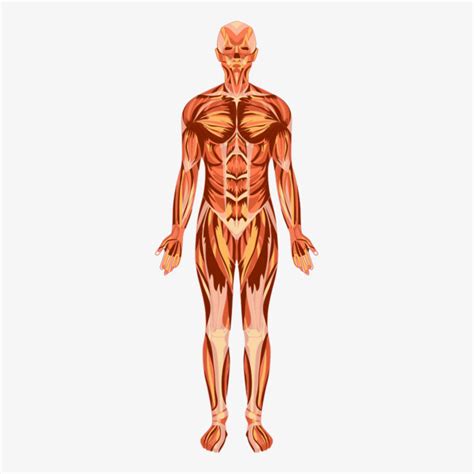 Los movimientos del cuerpo humano los puedes observar en el siguiente diagrama. Músculos del Cuerpo Humano » Tipos, Nombres y Funciones | Todo imágenes