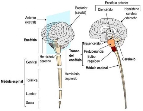 El Tronco Encefálico Anatomía Estructuras Y Función
