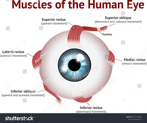 Muscles Of Human Eye Eye Muscle Anatomy Blue Royalty Free Stock