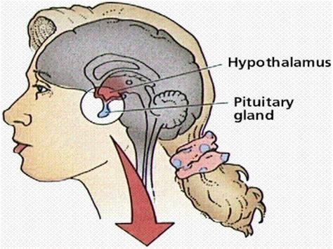 Pituitary Gland Adrenal Gland