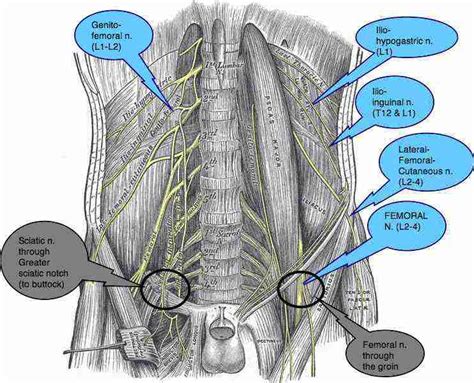 Femoral Nerve And Its Relevance To Chiropractic Practice