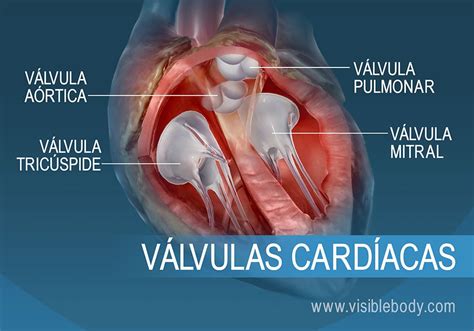 Valvulas Cardiacas Que Son Anatomia Funcion Tipo Y Mucho Mas Images