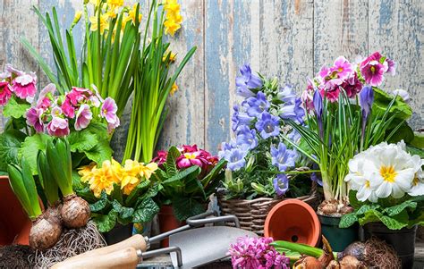 Forcing bulbs inside is a super easy technique that's simply a sleight of hand—a trickster's way to get blooms by faking out your flowers about what season it really is. Forcing Bulbs: A How-to Guide