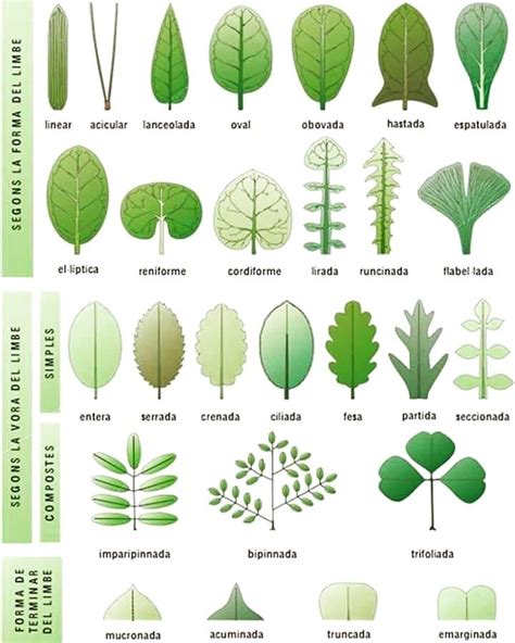 The Different Types Of Trees And Their Leaves Are Shown In This Diagram