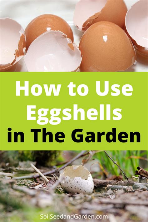 | after using eggs for meals and food preparations, bring the eggshells out and spread them all over your garden. How to Use Eggshells in Your Garden in 2020 | Egg shells ...