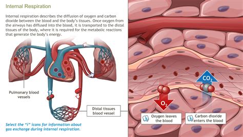 Understanding the Physiology of the Respiratory System-A.D.A.M. OnDemand