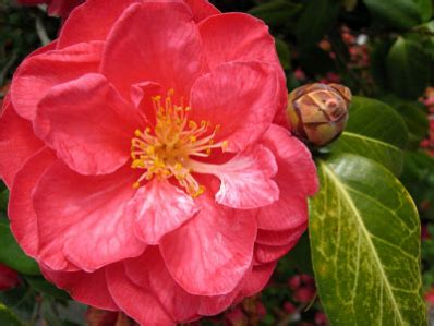 Click on the pictures above to enlarge. Pin on Plants