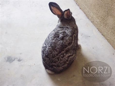 Hari ini, semakin banyak keluarga membuat keputusan untuk mengamalkannya sebagai haiwan kesayangan. NORZI FOODILICIOUS HOUSE: ARNAB COMEL MAKAN LOBAK MERAH