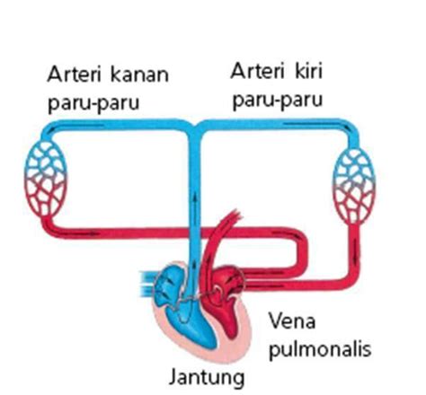 Bagian getah bening membutuhkan waktu lebih lama daripada darah. Sistem Peredaran Darah Manusia : Pengertian, Fungsi dan ...