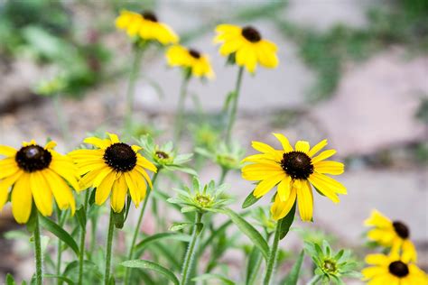 Black Eyed Susans Plant Care And Growing Guide