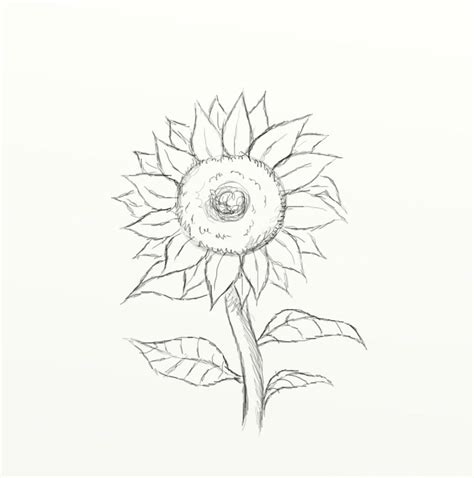 17 Gambar Bunga Matahari Pensil Galeri Bunga Hd