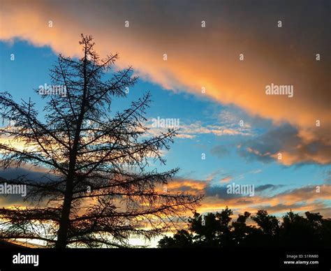 Silhouettes Of Pine Trees At Sunset Hi Res Stock Photography And Images