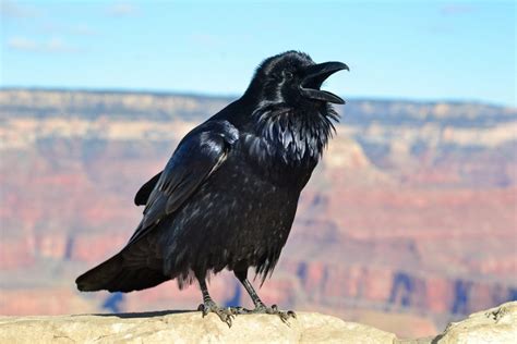 ravens can talk better than some parrots the declaration