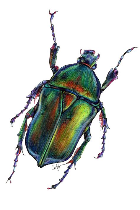 Beetle Illustration Beetle Drawing Color Pencil Art Beetle Art