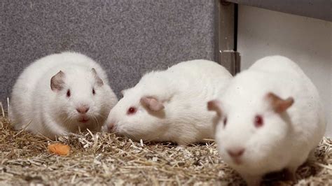 Guinea Pigs In Medical Research