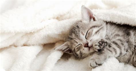Cute Tabby Kitten Sleep On White Soft Blanket Cats Rest Napping On Bed