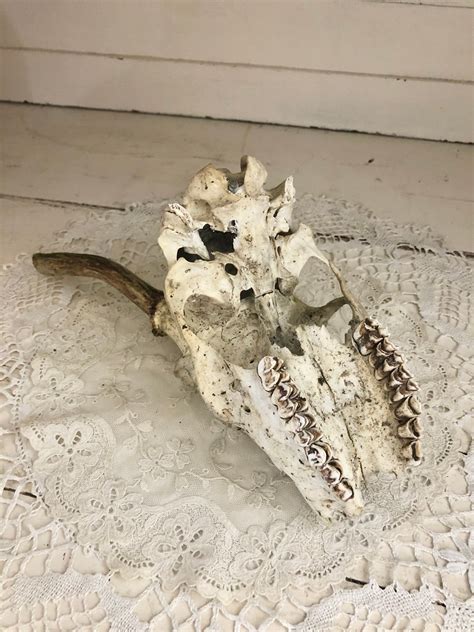 Found Deer Skull With Antlers And Teeth Etsy