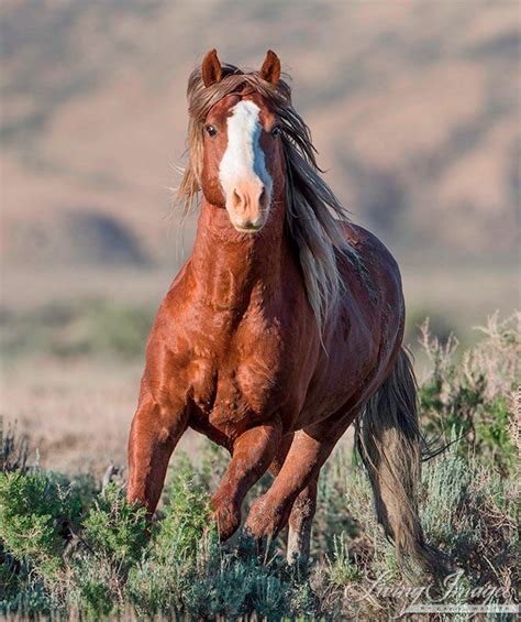 wild horses federal court dismisses state  wyomings anti mustang lawsuit wild hoofbeats