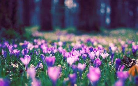 Free Spring Wallpapers And Screensavers Wallpaper Cave