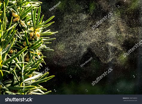 Tree Pollen Images Stock Photos And Vectors Shutterstock