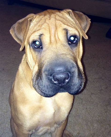 Pitbull Sharpei Mix Wrinkly Dog Pit Puppies Unique Dog Breeds Rusty Is